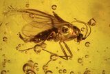 Detailed Fossil Fly (Diptera) In Baltic Amber #87236-2